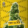 1302 A.C.A.B AUTO [PACK X4 SEMILLAS] [RIQUI GENETICS]