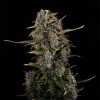 AMNESI-K LEMON FOTOPE FEM [PACK X3+2 SEMILLAS] [KANNABIA SEEDS]