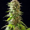 COOKIES HAZE FOTOPE FEM [PACK X3+2 SEMILLAS] [KANNABIA SEEDS]