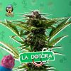 LA DOTORA CBD AUTO [PACK X4 SEMILLAS] [RIQUI GENETICS]