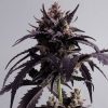 GINGER PUNCH AUTO [PACK X1 SEMILLA] [KANNABIA SEEDS]