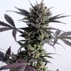 LEMON HAZE AUTO [PACK X3+2 SEMILLAS] [KANNABIA SEEDS]