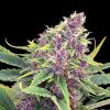 PURPLE KUSH FOTOPE FEM [PACK X3+2 SEMILLAS] [KANNABIA SEEDS]