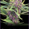 PURPLE KUSH FOTOPE FEM