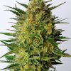 SUPER AK FOTOPE FEM [PACK X3+2 SEMILLAS] [KANNABIA SEEDS]