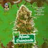 MENTA GRANIZADA AUTO [PACK X4 SEMILLAS] [RIQUI GENETICS]