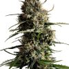 MILONGA AUTO - ED. LIMITADA [PACK X3+1 SEMILLAS] [KANNABIA SEEDS]