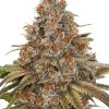 K-CHUA AUTO - ED. LIMITADA [PACK X3+1 SEMILLAS] [KANNABIA SEEDS]