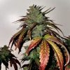 MIKROMACHINE AUTO [PACK X1 SEMILLA] [KANNABIA SEEDS]