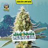 NEVADITA AUTO [PACK X4 SEMILLAS] [RIQUI GENETICS]