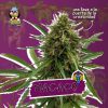 MACACO AUTO [PACK X4 SEMILLAS] [RIQUI GENETICS]