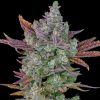 CUBA LIBRE AUTO [PACK X4 SEMILLAS] [LOYALTY GENETICS]