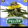 PELUSA AUTO