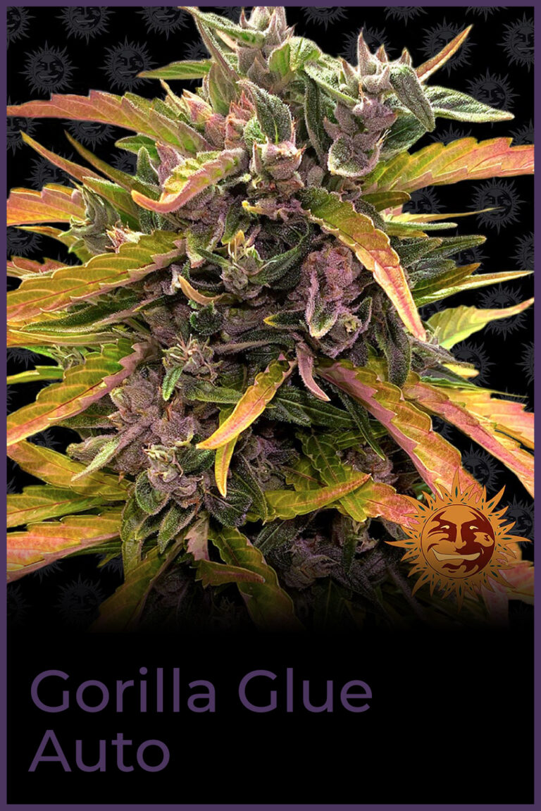 GORILLA GLUE AUTO Loyalty