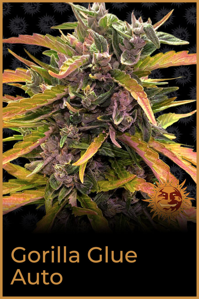 GORILLA GLUE AUTO Loyalty