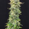 PINEAPPLE DREAM EDITION FOTOPE FEM [PACK X3+2 SEMILLAS] [KANNABIA SEEDS]