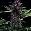 SWISS DREAM ROSÉ CBD AUTOMATICA [PACK X1 SEMILLA] [KANNABIA SEEDS]