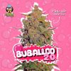 BUBALLOO AUTO [PACK X4 SEMILLAS] [RIQUI GENETICS]