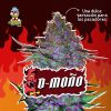 D-MOÑO AUTO [PACK X4 SEMILLAS] [RIQUI GENETICS]