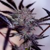 XR TORNADO 250 AUTO [PACK X4 SEMILLAS] [LOYALTY GENETICS]