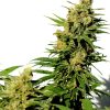 BCN Diesel CBD FOTOPE FEM [PACK X3+2 SEMILLAS] [KANNABIA SEEDS]