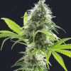 Kama Kush CBD FOTOPE FEM [PACK X3+2 SEMILLAS] [KANNABIA SEEDS]