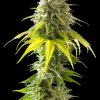 MATARO BLUE FOTOPE FEM [PACK X3+2 SEMILLAS] [KANNABIA SEEDS]