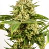 SKUNK+ FOTOPE FEM [PACK X1 SEMILLA] [KANNABIA SEEDS]