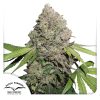 CBD CHARLOTTE'S ANGEL FOTOPE [PACK X3 SEMILLAS] [DUTCH PASSION]