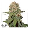 ORANGE BUD 2.0 FOTOPE [PACK X3 SEMILLAS] [DUTCH PASSION]