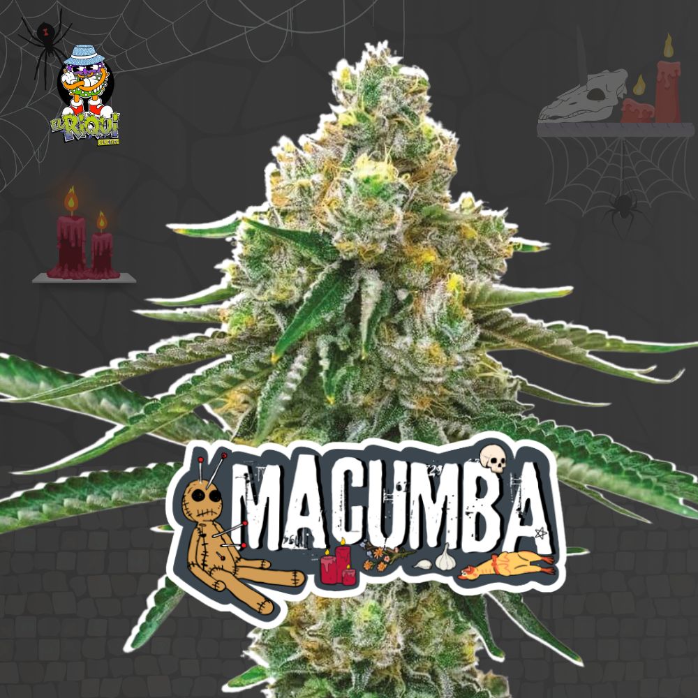 MACUMBA FOTOPERIÓDICA FEM [PACK X4 SEMILLAS] [RIQUI GENETICS]