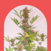 SEDA CBD AUTO [PACK X5 SEMILLAS] [CHITA SEEDS]