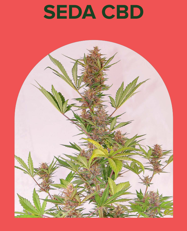 SEDA CBD AUTO [PACK X5 SEMILLAS] [CHITA SEEDS]