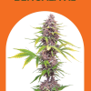 BENGALA XL AUTO [PACK X3 SEMILLAS] [CHITA SEEDS]