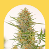 DINAMO AUTO [PACK X3 SEMILLAS] [CHITA SEEDS]