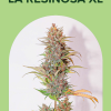 LA RESINOSA XL AUTO [PACK X3 SEMILLAS] [CHITA SEEDS]