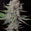 LEMON RAM FOTOPERIODICA FEM [PACK X5 SEMILLAS] [SILVER RIVER SEEDS]