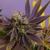 APPLE COOKIES FOTOPERIODICA FEM [PACK X5 SEMILLAS] [SILVER RIVER SEEDS]