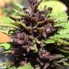 CRYSTAL MED CBD AUTO [PACK X5 SEMILLAS] [SILVER RIVER SEEDS]