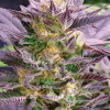 GHOST ROG FOTOPERIODICA FEM [PACK X5 SEMILLAS] [SILVER RIVER SEEDS]