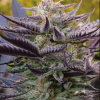 GOLOSILVER FOTOPERIODICA FEM [PACK X5 SEMILLAS] [SILVER RIVER SEEDS]