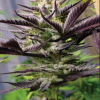 PURPLE TRAINGIE FOTOPERIODICA FEM [PACK X5 SEMILLAS] [SILVER RIVER SEEDS]