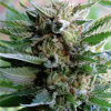 STARLIME FOTOPERIODICA FEM [PACK X5 SEMILLAS] [SILVER RIVER SEEDS]